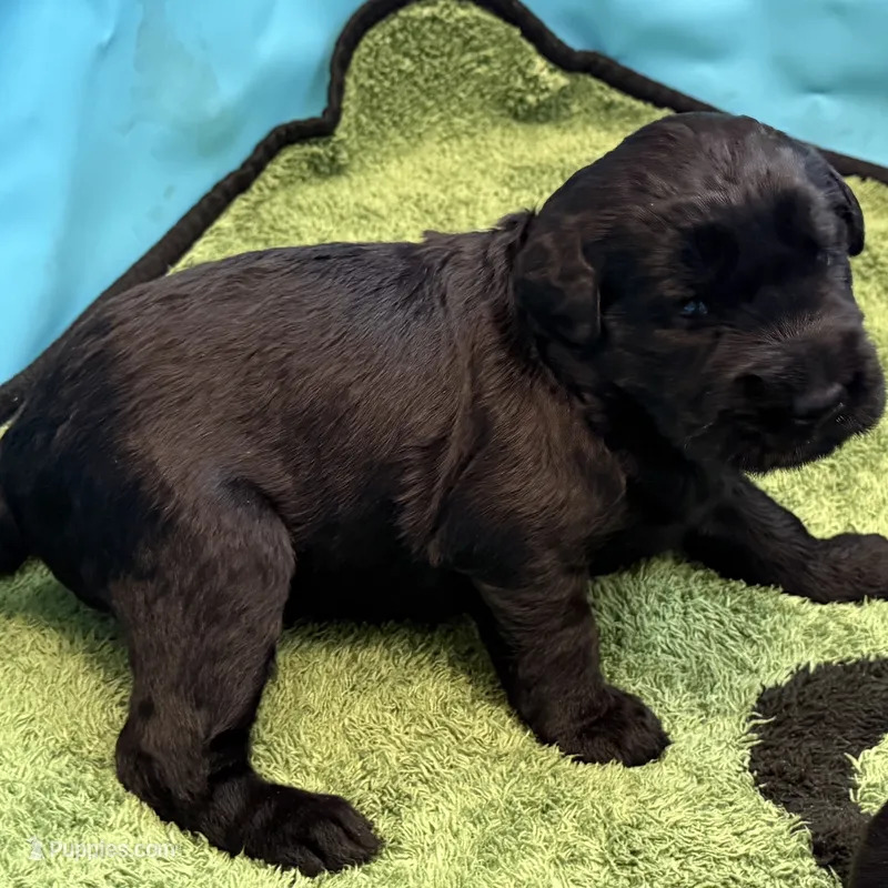 Baby Boy Green – Giant Schnauzer puppy for sale in Westville, IN