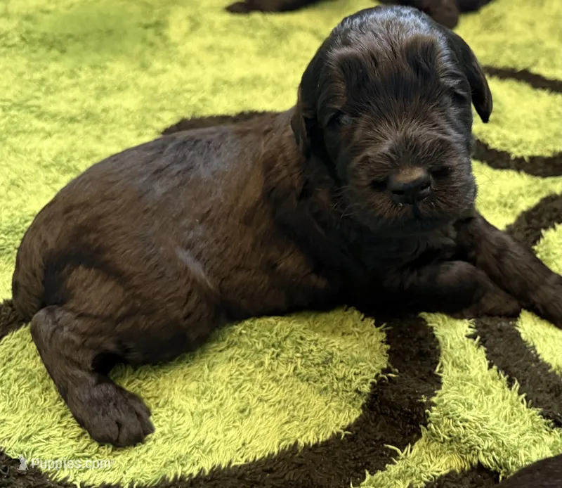Baby Boy Blue – Giant Schnauzer puppy for sale in Westville, IN