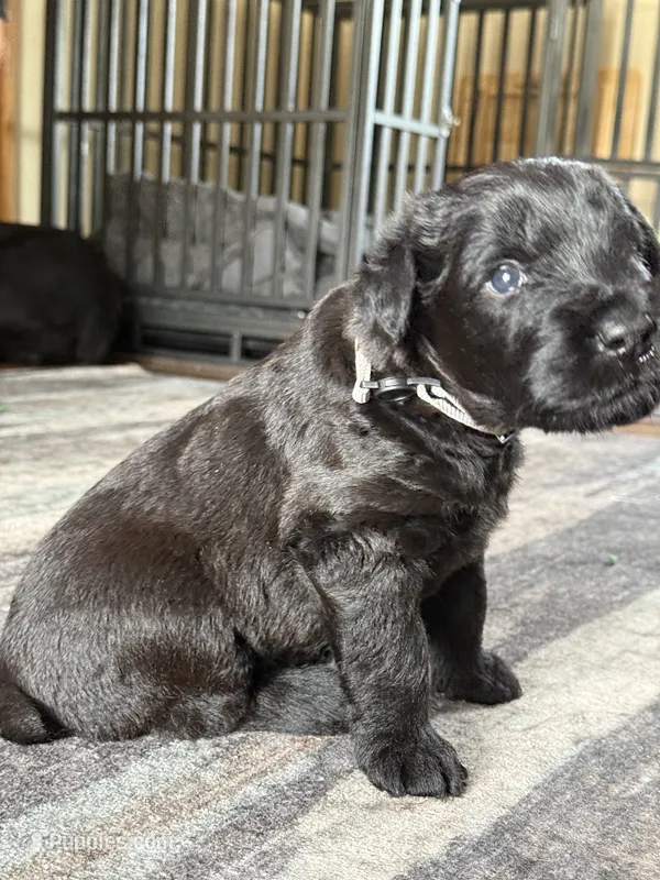 Baby Boy Gray – Giant Schnauzer puppy for sale in Westville, IN
