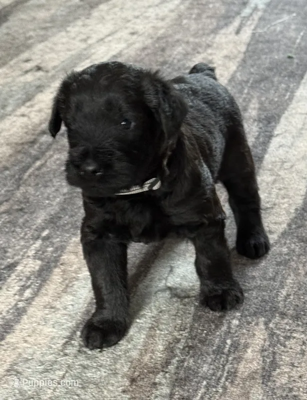 Baby Boy Gray – Giant Schnauzer puppy for sale in Westville, IN