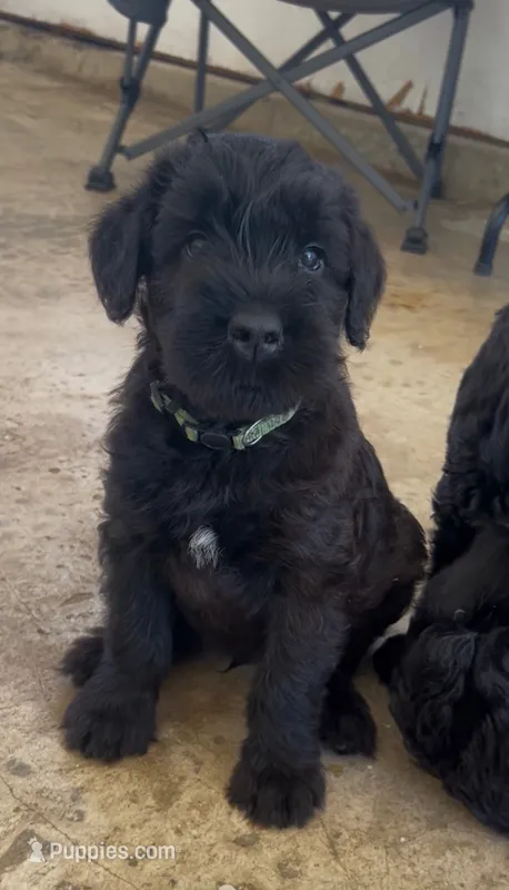 Baby Boy Green – Giant Schnauzer puppy for sale in Westville, IN