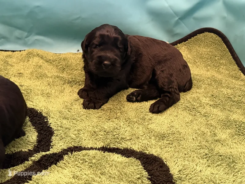 Baby Boy Gray – Giant Schnauzer puppy for sale in Westville, IN