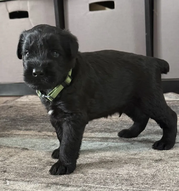 Baby Boy Green – Giant Schnauzer puppy for sale in Westville, IN