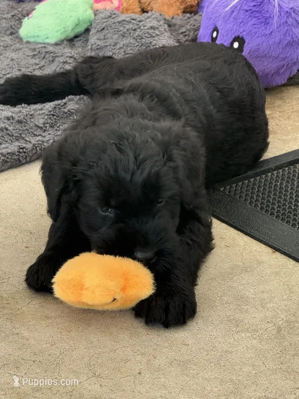 Baby Boy Green – Giant Schnauzer puppy for sale in Westville, IN