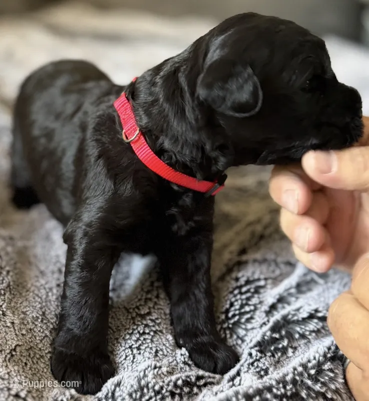 Baby Girl Red – Giant Schnauzer puppy for sale in Westville, IN