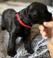 Baby Girl Red, a female Giant Schnauzer for sale in Westville, IN – 1 of 1
