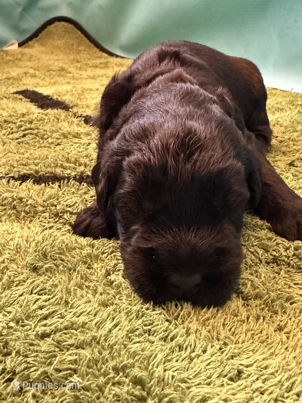 Baby Girl Yellow – Giant Schnauzer puppy for sale in Westville, IN