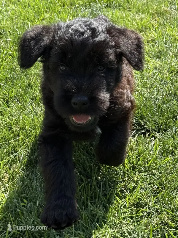 Baby Boy Green – Giant Schnauzer puppy for sale in Westville, IN