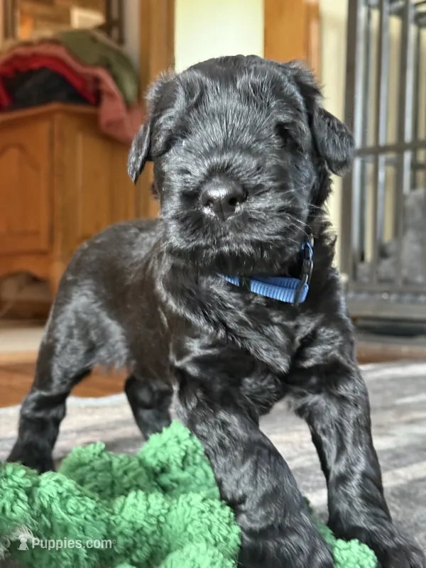 Baby Boy Blue – Giant Schnauzer puppy for sale in Westville, IN