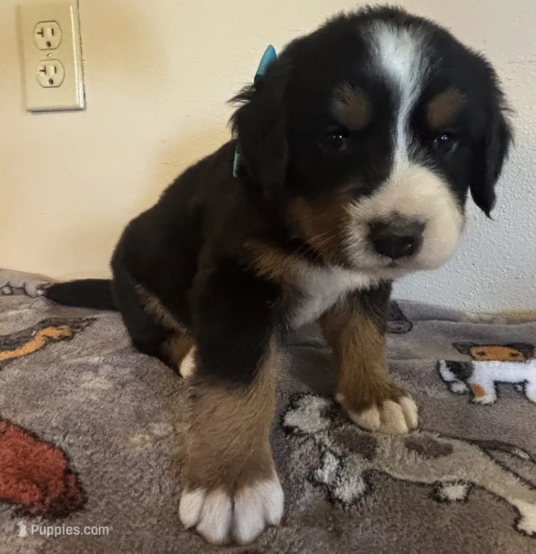 Light Blue – Bernese Mountain Dog puppy for sale in Cleveland, TX