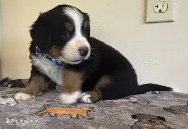 Dark Blue – Bernese Mountain Dog puppy for sale in Cleveland, TX