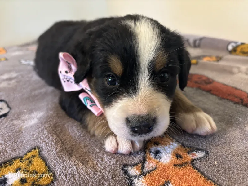 Pink – Bernese Mountain Dog puppy for sale in Cleveland, TX