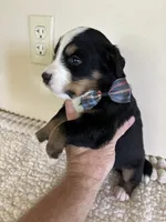 Black, a male Bernese Mountain Dog for sale in Cleveland, TX – 2 of 2
