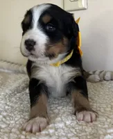 Yellow, a female Bernese Mountain Dog for sale in Cleveland, TX – 2 of 2