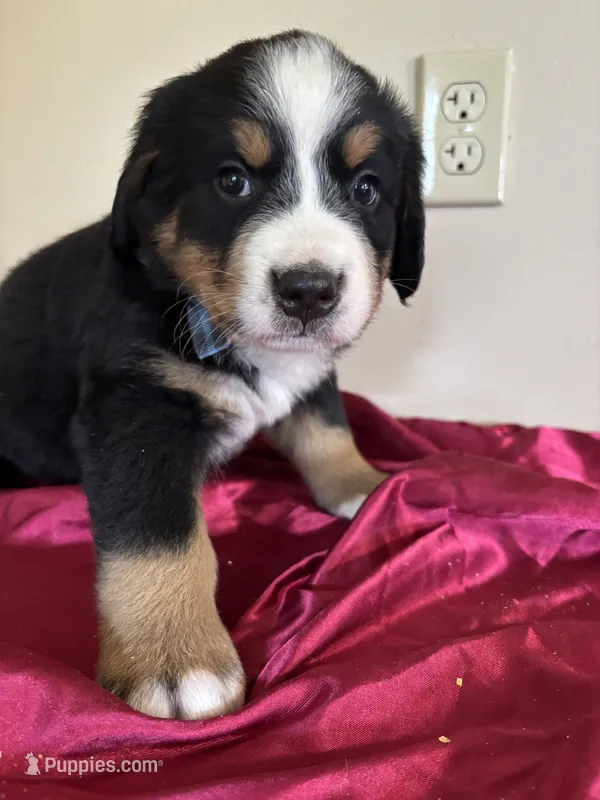 Black – Bernese Mountain Dog puppy for sale in Cleveland, TX