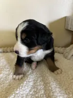 Purple , a female Bernese Mountain Dog for sale in Cleveland, TX – 2 of 2