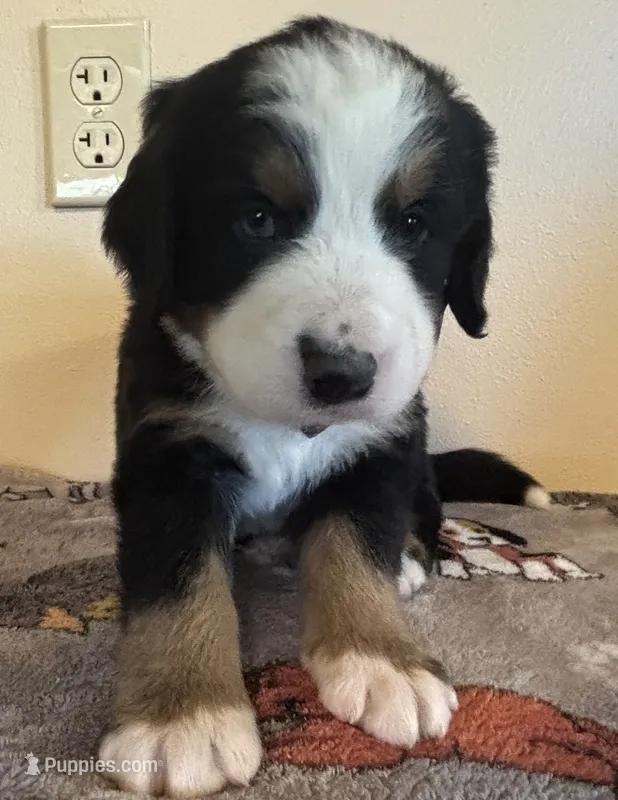 Green – Bernese Mountain Dog puppy on hold in Cleveland, TX