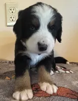 Green, a male Bernese Mountain Dog for sale in Cleveland, TX – 1 of 4