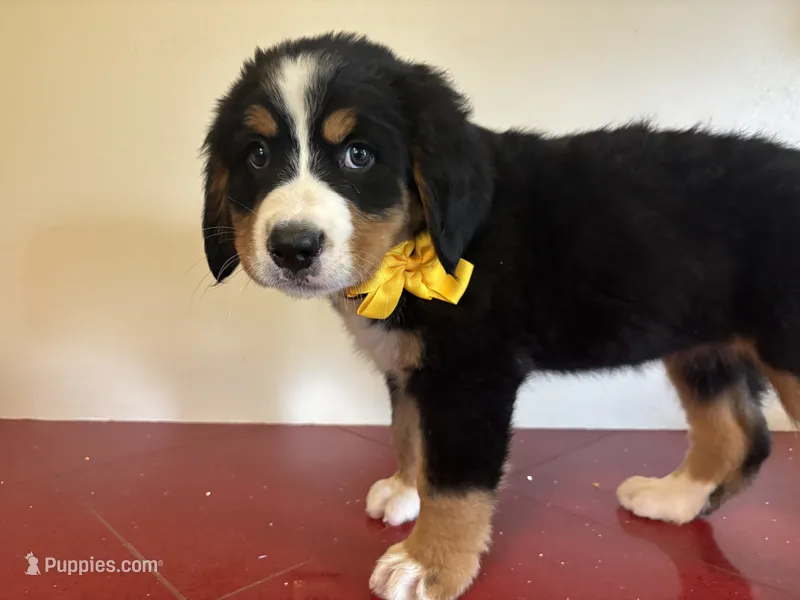 Yellow – Bernese Mountain Dog puppy for sale in Cleveland, TX