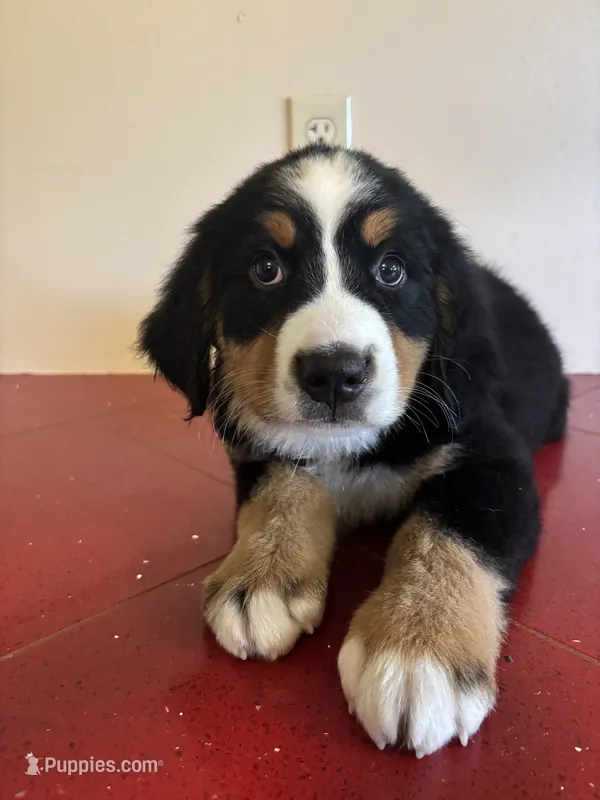 Black – Bernese Mountain Dog puppy for sale in Cleveland, TX