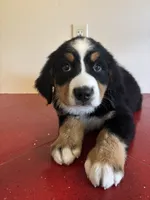 Black, a male Bernese Mountain Dog for sale in Cleveland, TX – 1 of 8