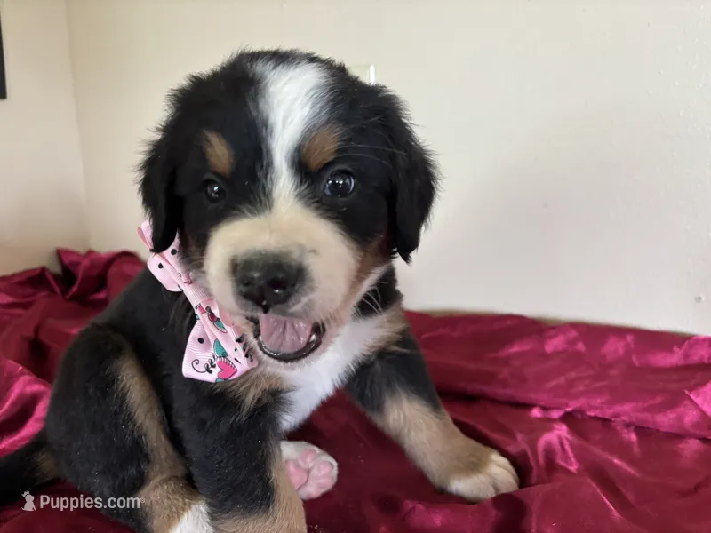 Pink – Bernese Mountain Dog puppy for sale in Cleveland, TX