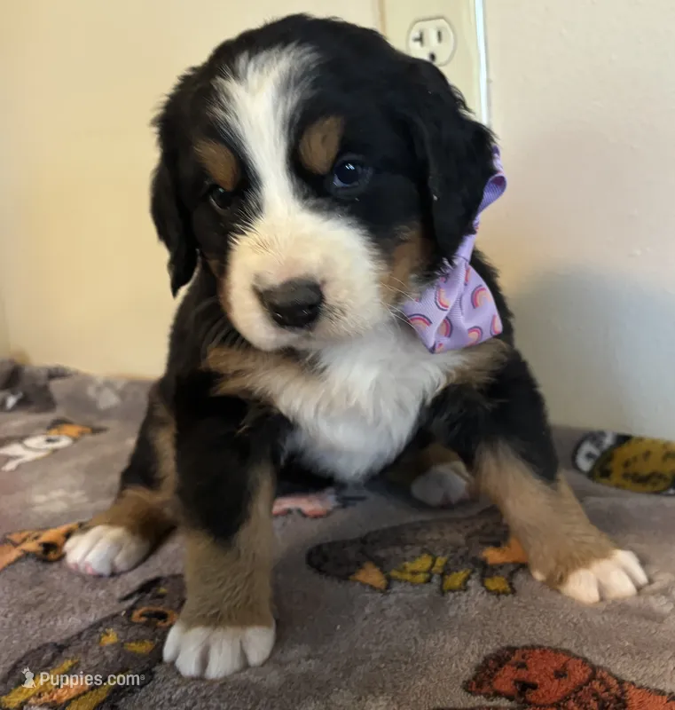 Purple  – Bernese Mountain Dog puppy for sale in Cleveland, TX