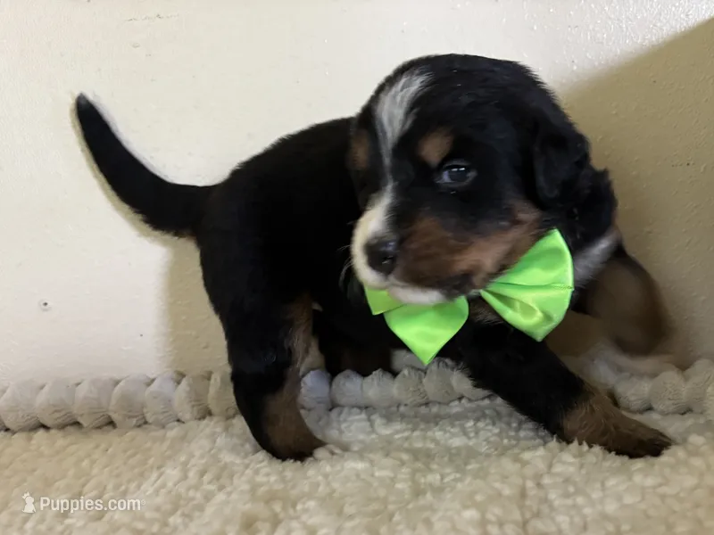 Light Green – Bernese Mountain Dog puppy for sale in Cleveland, TX