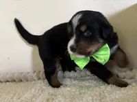 Light Green, a female Bernese Mountain Dog for sale in Cleveland, TX – 1 of 2