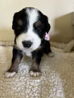 Pink, a female Bernese Mountain Dog for sale in Cleveland, TX – 2 of 2