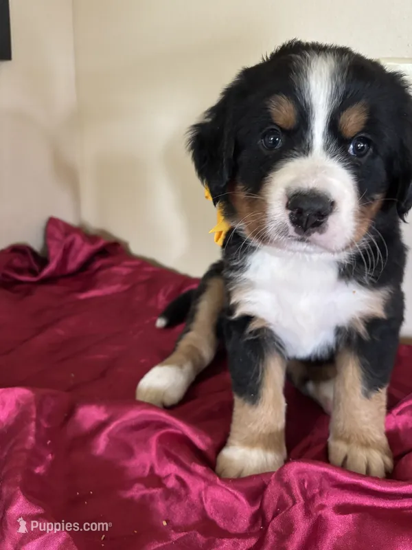 Yellow – Bernese Mountain Dog puppy for sale in Cleveland, TX