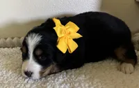Yellow, a female Bernese Mountain Dog for sale in Cleveland, TX – 1 of 2