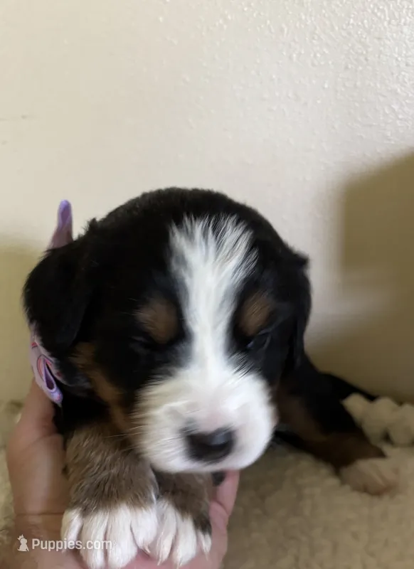 Purple  – Bernese Mountain Dog puppy for sale in Cleveland, TX