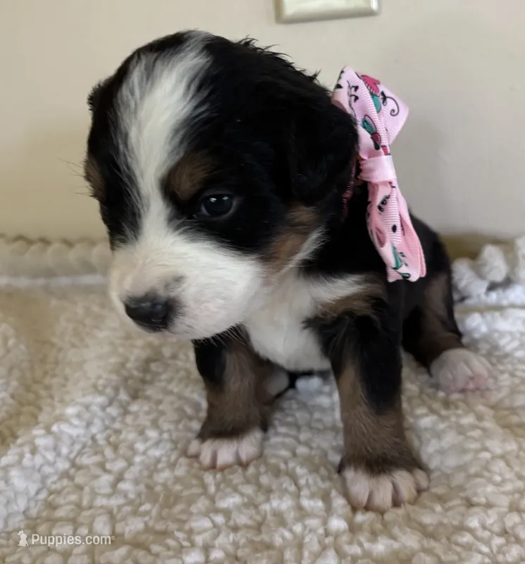 Pink – Bernese Mountain Dog puppy for sale in Cleveland, TX