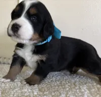 Light Blue, a female Bernese Mountain Dog for sale in Cleveland, TX – 2 of 2