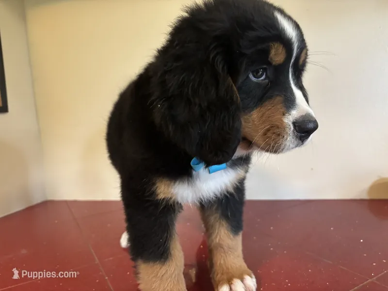 Light Blue – Bernese Mountain Dog puppy for sale in Cleveland, TX