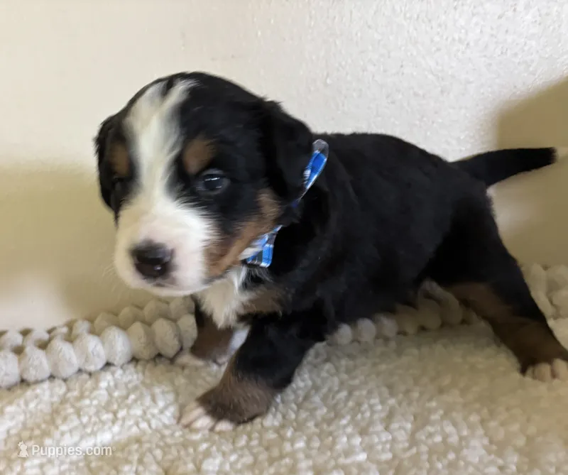 Dark Blue – Bernese Mountain Dog puppy for sale in Cleveland, TX