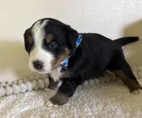 Dark Blue, a male Bernese Mountain Dog for sale in Cleveland, TX – 1 of 2