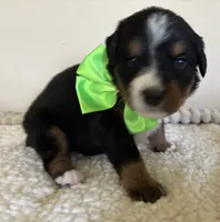 Light Green, a female Bernese Mountain Dog for sale in Cleveland, TX – 2 of 2
