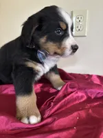 Black, a male Bernese Mountain Dog for sale in Cleveland, TX – 4 of 8