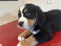 Black, a male Bernese Mountain Dog for sale in Cleveland, TX – 2 of 8