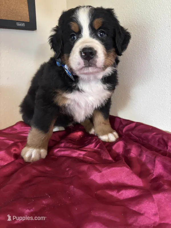 Dark Blue – Bernese Mountain Dog puppy on hold in Cleveland, TX