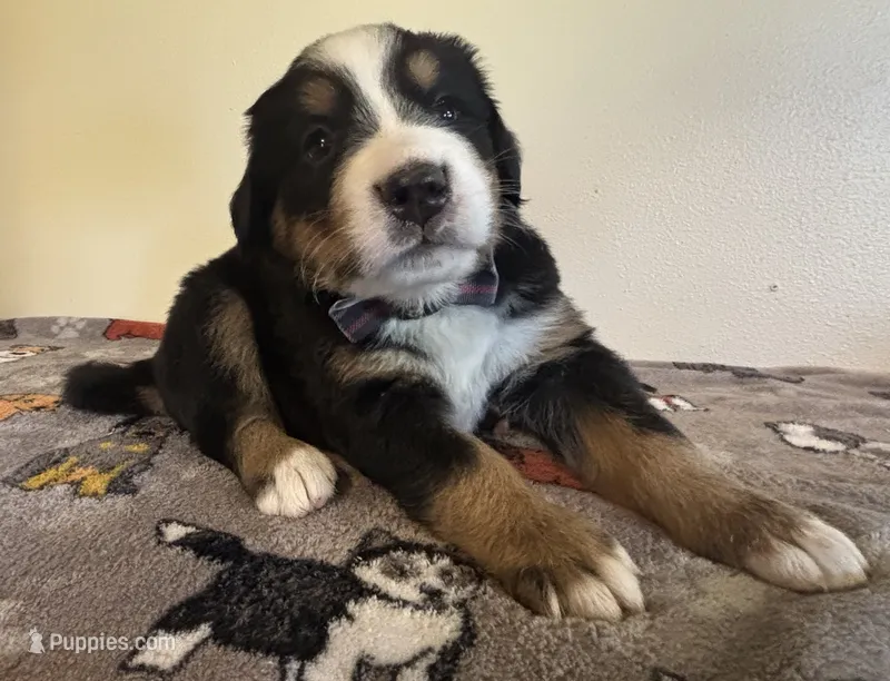 Black – Bernese Mountain Dog puppy for sale in Cleveland, TX