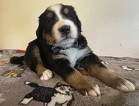 Black, a male Bernese Mountain Dog for sale in Cleveland, TX – 5 of 8