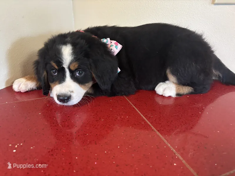 Pink – Bernese Mountain Dog puppy for sale in Cleveland, TX