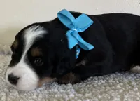 Light Blue, a female Bernese Mountain Dog for sale in Cleveland, TX – 1 of 2