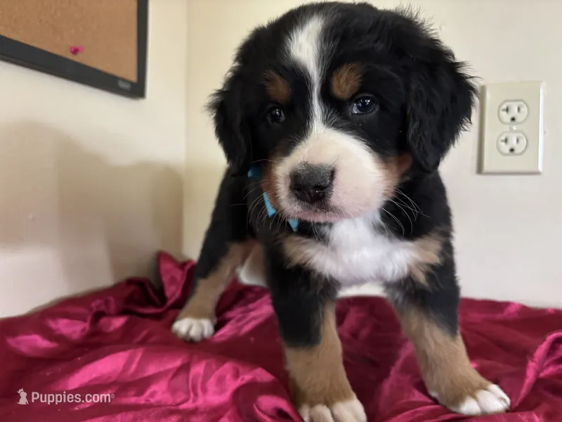 Light Blue – Bernese Mountain Dog puppy for sale in Cleveland, TX