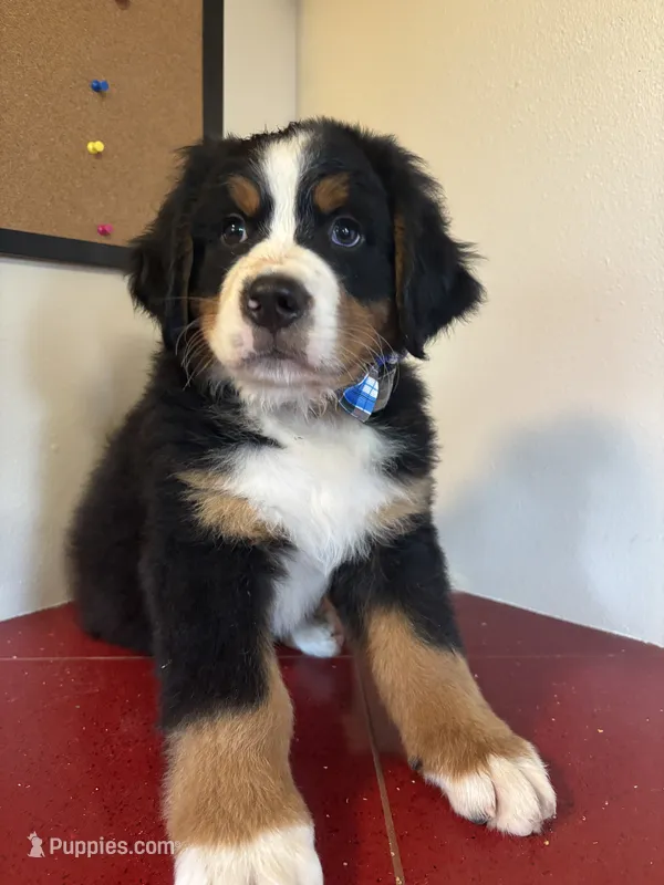 Dark Blue – Bernese Mountain Dog puppy for sale in Cleveland, TX