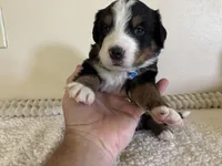 Dark Blue, a male Bernese Mountain Dog for sale in Cleveland, TX – 2 of 2