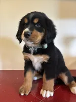 Light Green , a female Bernese Mountain Dog for sale in Cleveland, TX – 2 of 2